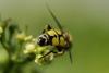 Helophilus trivittatus